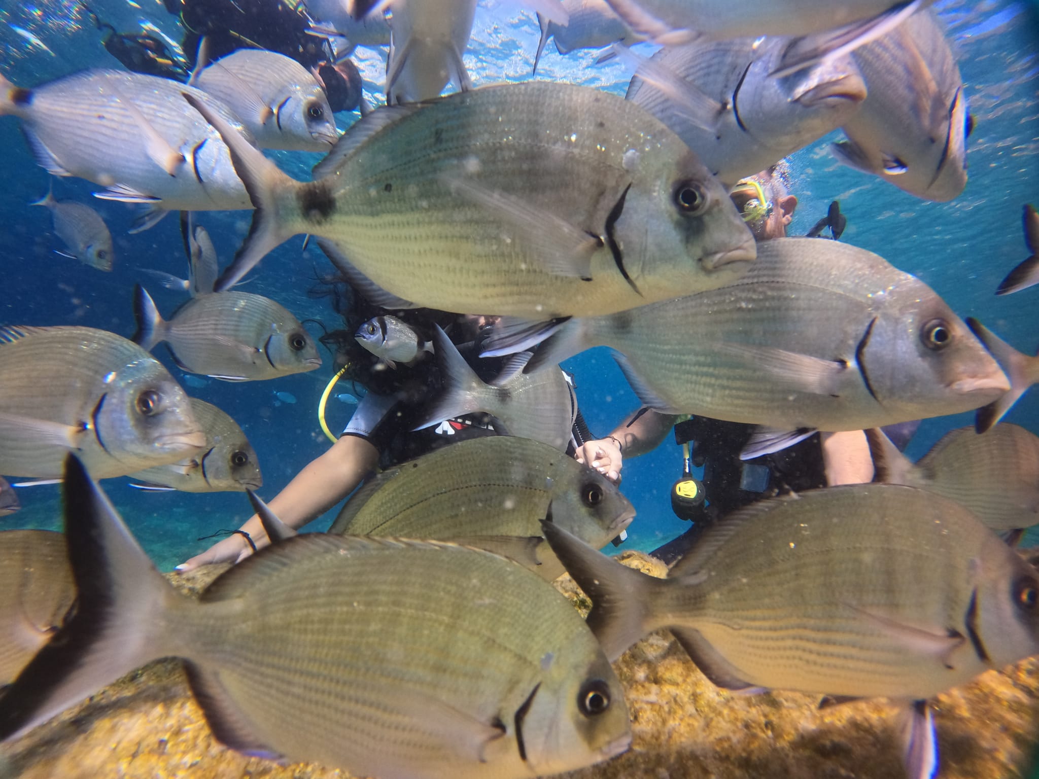 Bodrum scuba diving